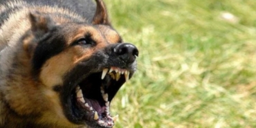 Ankara'daki köpek saldırısıyla ilgili İçişleri soruşturma başlattı