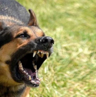 Ankara'daki köpek saldırısıyla ilgili İçişleri soruşturma başlattı