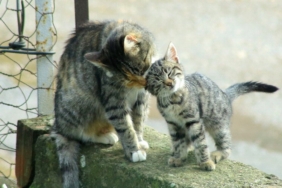 Yenişehir'de kedi ailesinin sabah bakımı 6