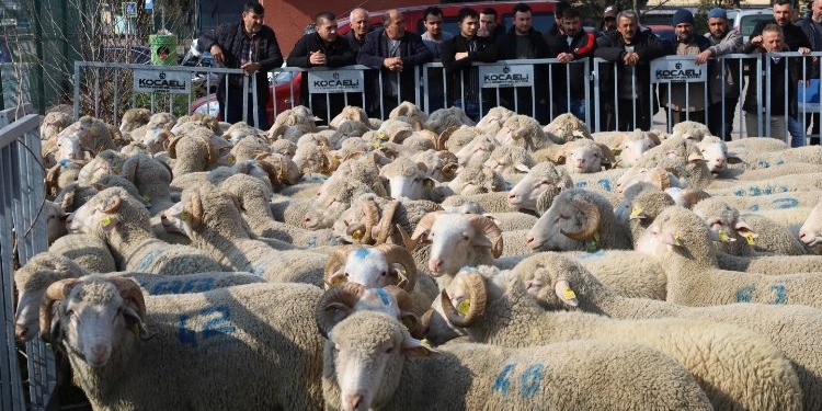 Kocaeli'den damızlık koçlarda 2. etap dağıtım..