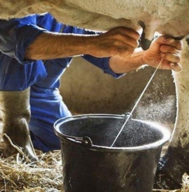 Süt ve süt ürünleri üretiminde artış