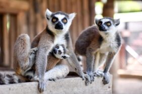 lemuryavruları