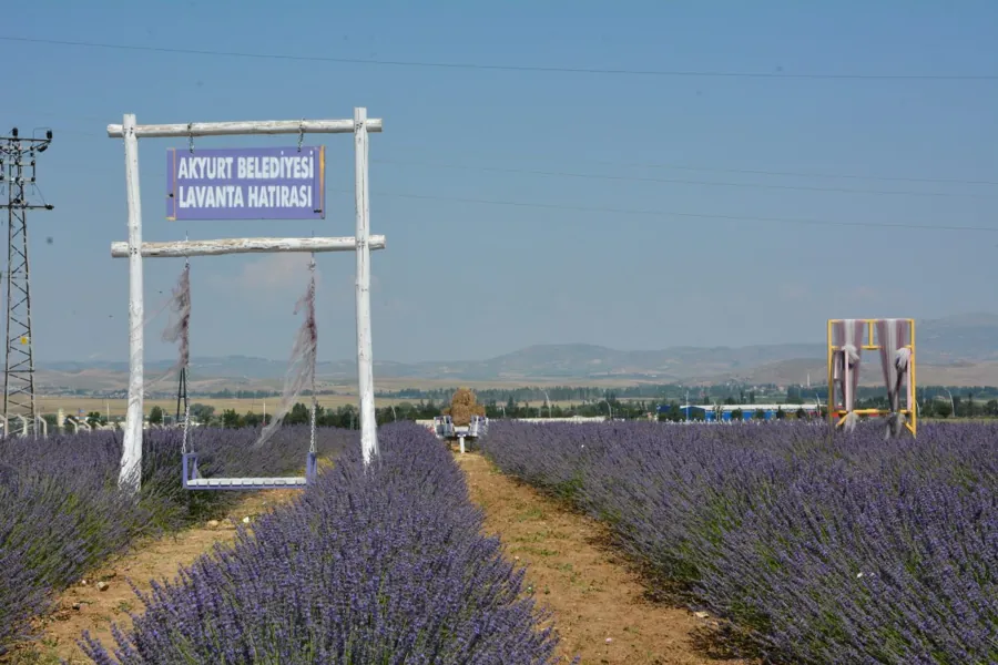 Akyurt Lavanta Bahçesi’nde Keyifli Bir Gün Geçirin 1