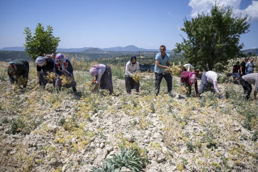 gülpınar hasat