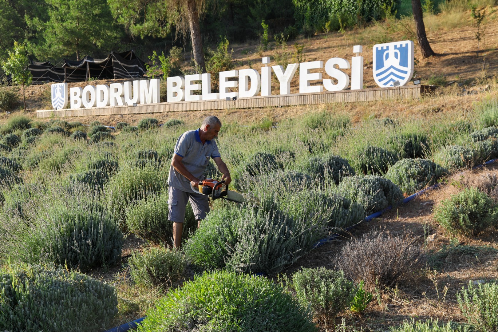 Bodrum Etrim'de Lavanta Hasadı 1