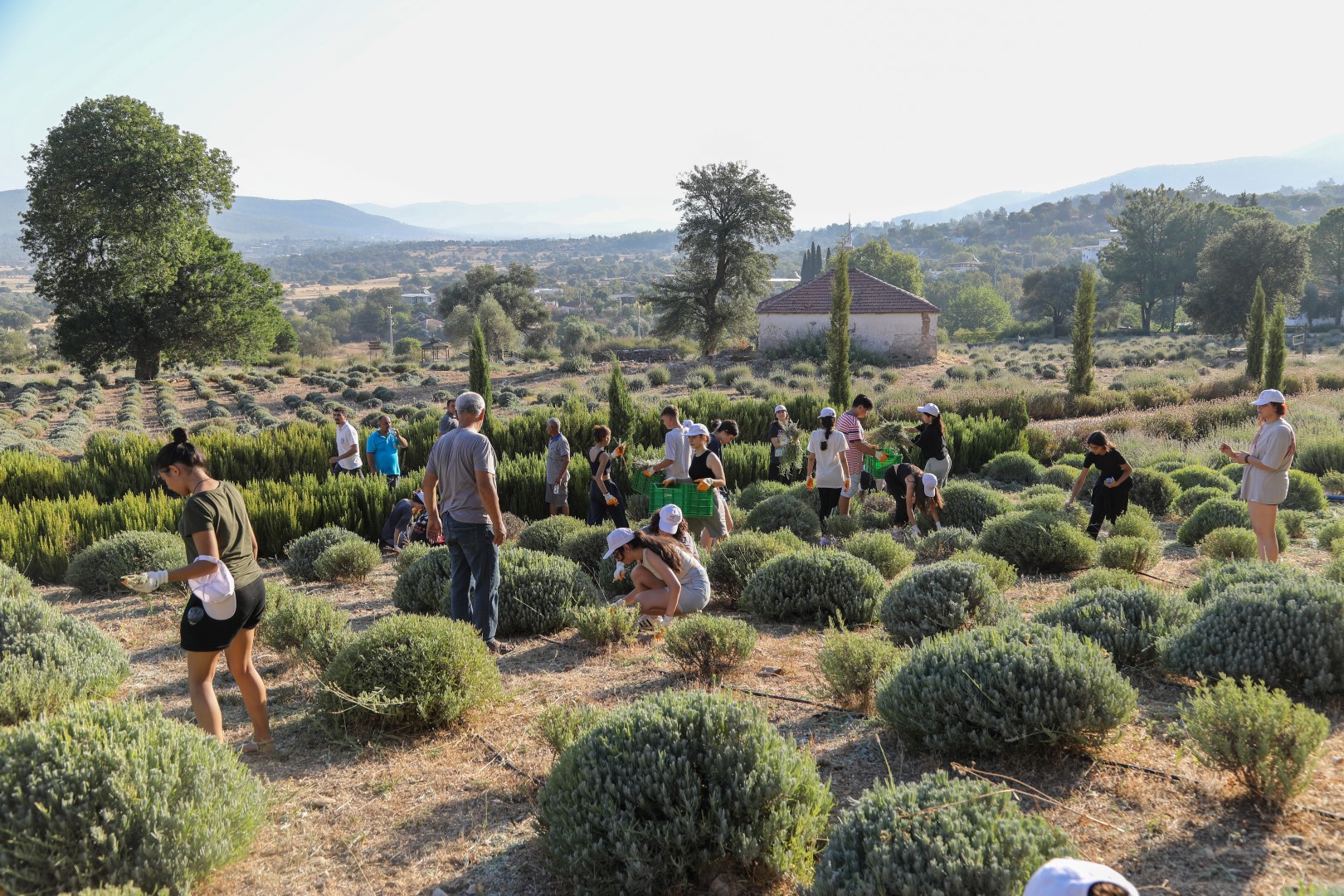 Bodrum Etrim'de Lavanta Hasadı 2