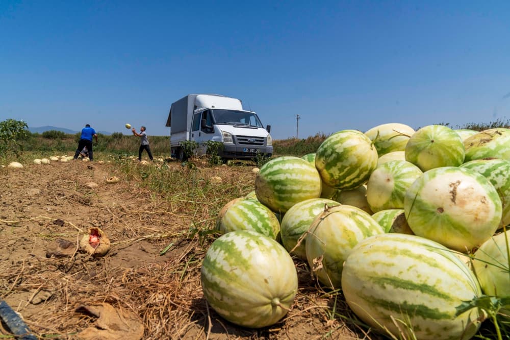 "Hayvanlar Yesin" Dedi, 3 Ton Karpuzu Bağışladı 1