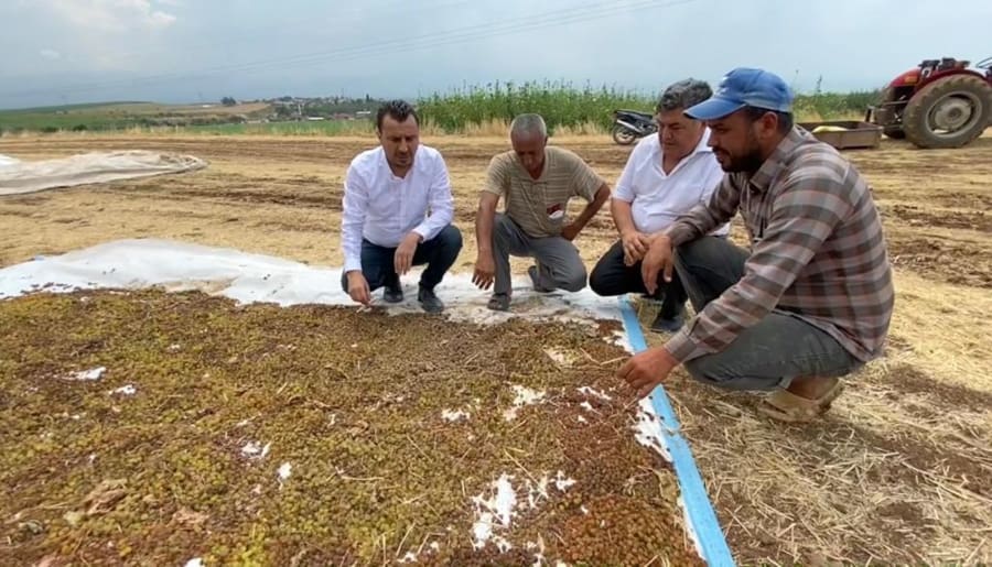 CHP’li Başevirgen: Üzüm Üreticisi TMO’dan Fiyat Açıklaması Bekliyor 1