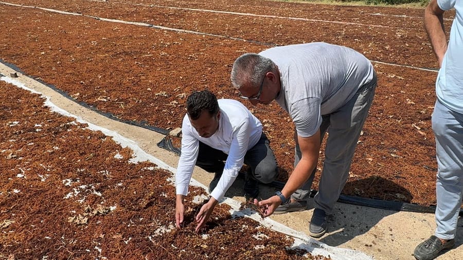 Manisalı Üzüm Üreticileri: Koca Bir Yılımız Selin İçinde Kayboldu 1