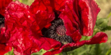 poppy-5366964_1280