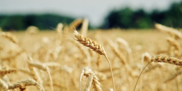 wheat-6710447_1280