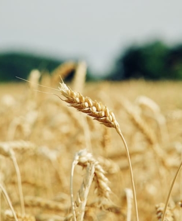 wheat-6710447_1280