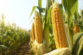 vecteezy_closeup-corn-cobs-in-corn-plantation-field-generative-ai_26746847