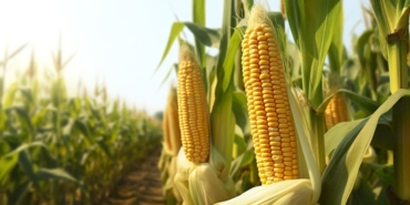 vecteezy_closeup-corn-cobs-in-corn-plantation-field-generative-ai_26746847