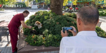 izmir sahipsiz köpek