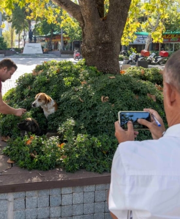 izmir sahipsiz köpek