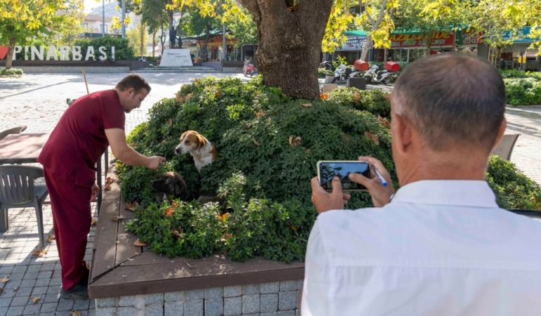 izmir sahipsiz köpek