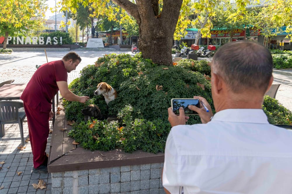 izmir sahipsiz köpek