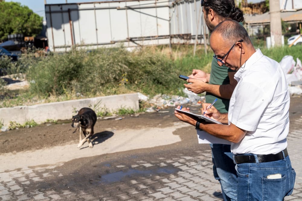 İzmir’de Sahipsiz Köpek Sayımı Başladı 1