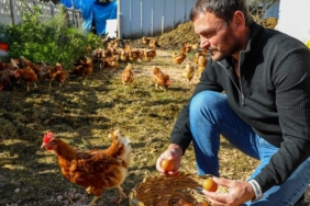 ordu yumurta üretimi
