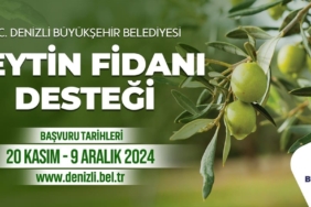 denizli zeytin fidanı