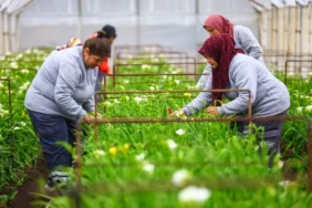 Bahar ayında Antalya rengarenk olacak  (13)