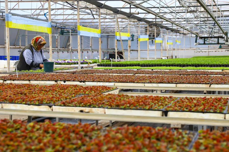 Antalya Bahara Hazırlanıyor: 4 Milyon Çiçek Şehri Renklendirecek 1