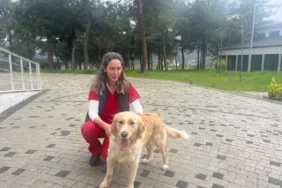 bursa sokak hayvanları