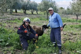 Koyun kurtarma operasyonu 2