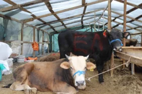 2025_05_26_Zabıta_Kurban Satış ve Kesim Alanı (6)