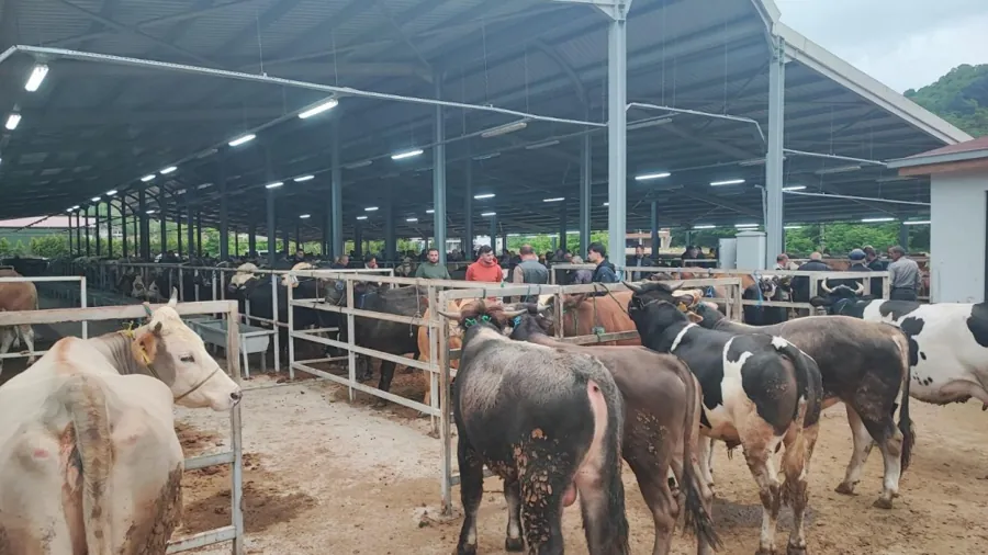 Ordu'da Kurban Bayramında 7 İlçede Veteriner Kontrolünde Kesim Yapılacak 1 Ordu'da Kurban Bayramında 7 İlçede Veteriner Kontrolünde Kesim Yapılacak 1