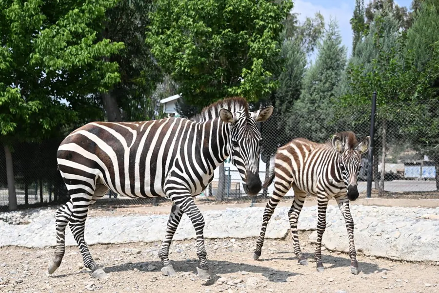 Tarsus Doğa Parkı’nda Yeni Doğanlarla Aile Büyüyor 1 Tarsus Doğa Parkı’nda Yeni Doğanlarla Aile Büyüyor 1