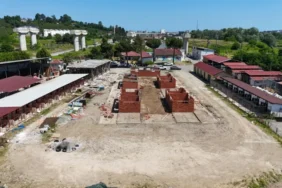 ordu sokak hayvanları 2