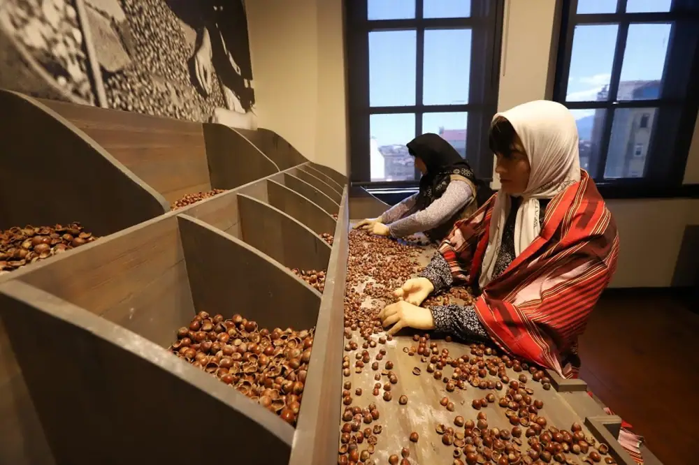 Türkiye'nin İlk Fındık Müzesi Ziyaretçilerini Ağırlıyor 2