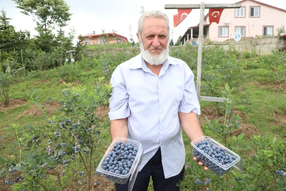 Ordu’da Mavi Yemiş Üretimi Artıyor! Kilogram Fiyatı 500 TL’yi Buldu 1 Ordu’da Mavi Yemiş Üretimi Artıyor! Kilogram Fiyatı 500 TL’yi Buldu 1