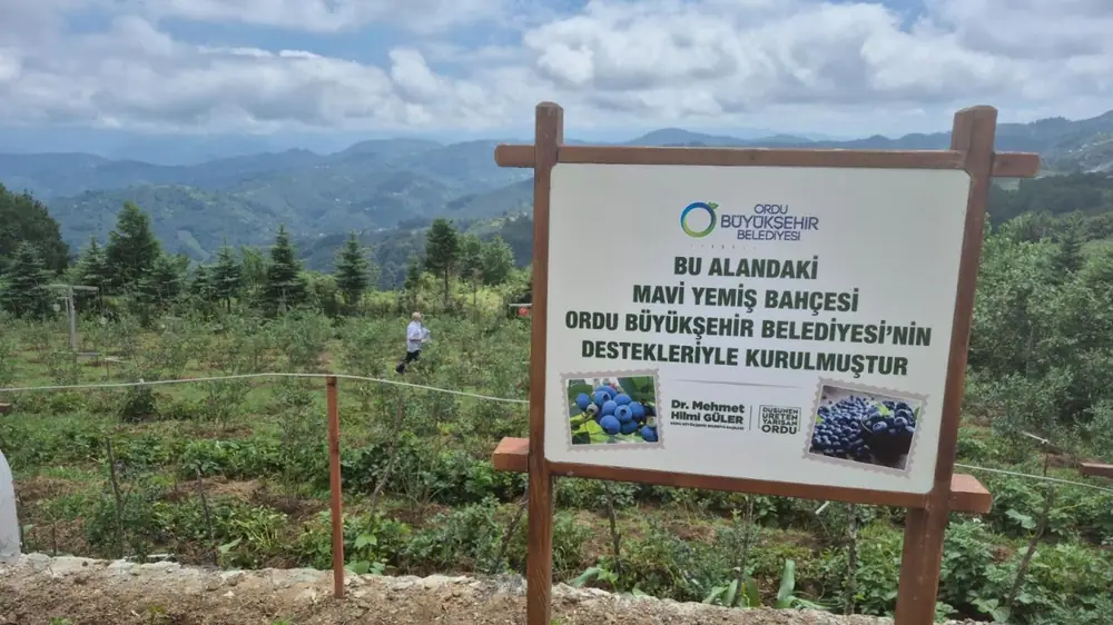 Ordu’da Mavi Yemiş Üretimi Artıyor! Kilogram Fiyatı 500 TL’yi Buldu 2 Ordu’da Mavi Yemiş Üretimi Artıyor! Kilogram Fiyatı 500 TL’yi Buldu 2