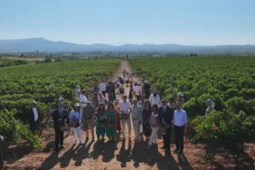 Çal Bağbozumu Festivali 3