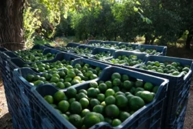bodrum_belediyesi_yeşil_bodrum_mandalini’ne_tek_seferde_55_tonluk_sipariş (13)