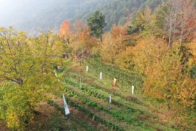 osmangazi