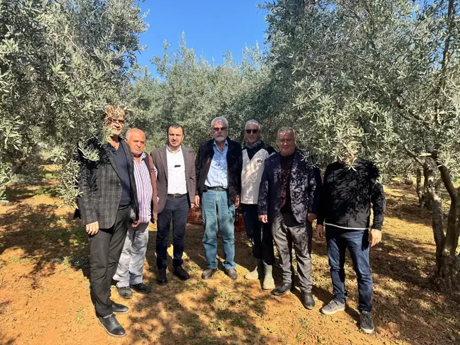 Zeytin Üreticileri Dert Yandı: "Bu Koşullarda Para Kazanmamızın Mümkünatı Yok" 1
