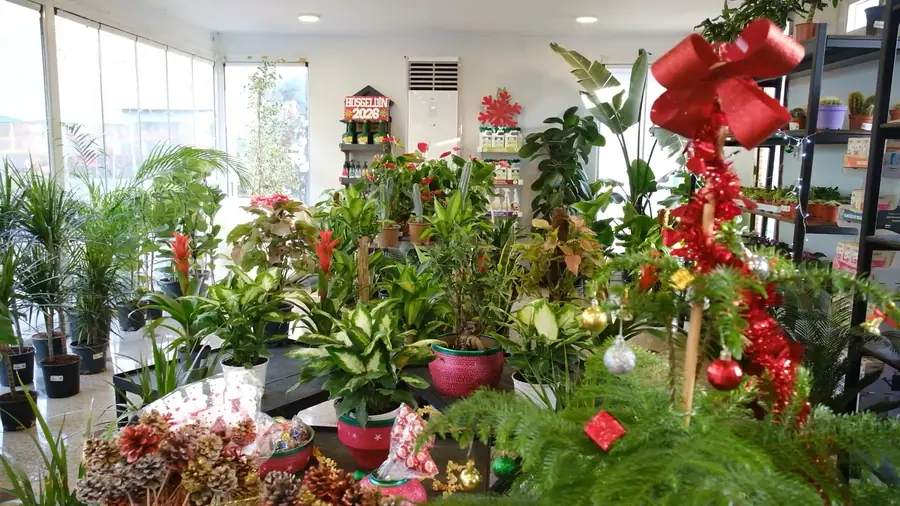 Büyükşehir'in Bitki Evlerinde Sezon Yoğunluğu 1