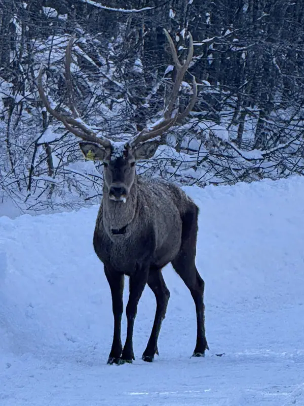 Karla Kaplı Kuzuyayla’da Kızıl Geyik Görüntülendi 1