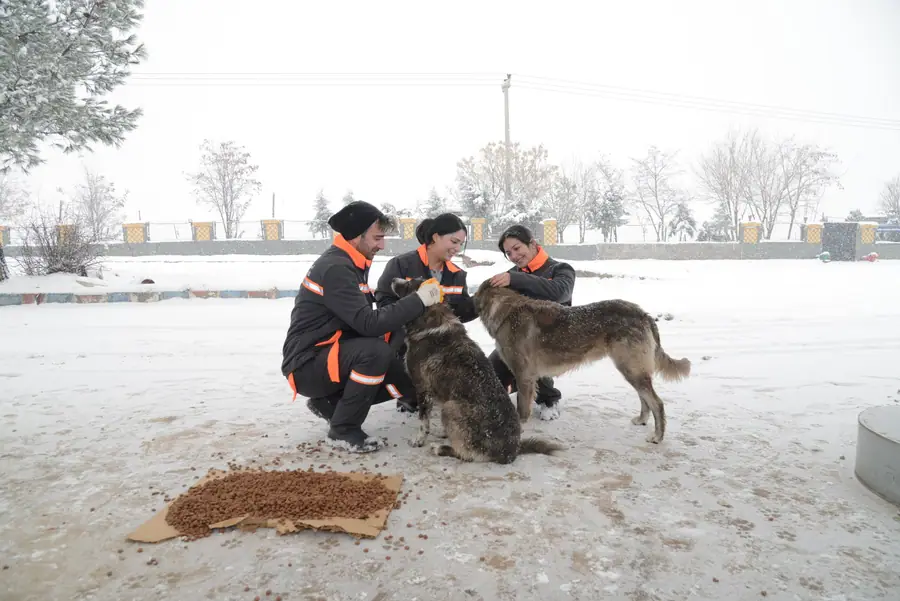 Diyarbakır'da Sokak Hayvanları İçin 50 Noktaya Mama Bırakıldı 1 Diyarbakır'da Sokak Hayvanları İçin 50 Noktaya Mama Bırakıldı 1