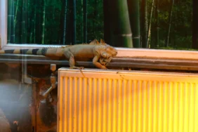 Büyükşehir Doğal Yaşam Parkında Kış Önlemleri (2)