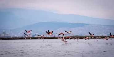 İZDENİZ'den Yarıyıl Tatiline Özel Program 9 izmir gezi 3