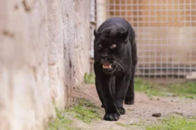 İzmir Büyükşehir Belediyesi’nden Çocuklara Yılbaşı Sürprizi 1 thumbnail