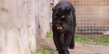 İzmir Doğal Yaşam Parkı'ndaki Jaguar Juliet Öldü 3 izmir