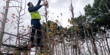 Kocaeli'deki Fidanlıklarda Yüz Binlerce Bitki Yetiştiriliyor 7 Haber Görseli