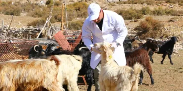 Çoban haritası (5)