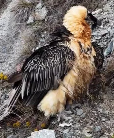 Artvin'de Tedavi Edilen Sakallı Akbaba, GPS Vericisiyle Doğaya Salındı 4 Haber Görseli